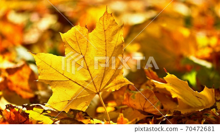 Autumn. Beautiful colorful leaves on trees in autumn time. Natural seasonal color background. 70472681
