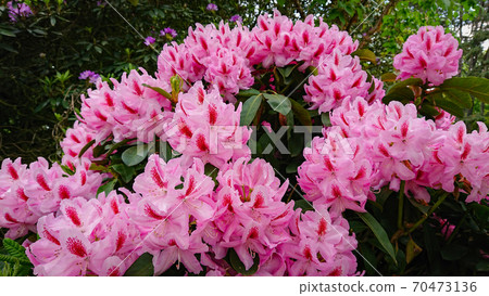 Flower And Buds Of The Magnolia Grandiflora, The Southern Magnolia Or Bull Bay, Tree Of The Family Magnoliaceae. Flower And Buds Of The Magnolia Grandiflora, The Southern Magnolia Or Bull Bay, Tree Of The Family Magnoliaceae. 70473136