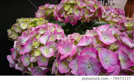 Beautiful flowers of Hydrangea macrophylla (Thunb.) Ser. Common names include French hydrangea, penny mac and hortensia. 70473137
