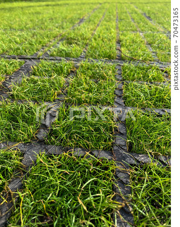 Concrete lawn grid. The grate protects the green grass from trampling Concrete lawn grid. The grate protects the green grass from trampling 70473165