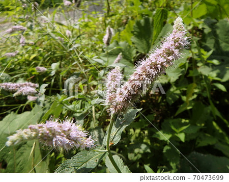 Flower of mint Flower of mint 70473699