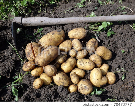 Fresh potatoes when harvested from organic farms Fresh potatoes when harvested from organic farms 70473777