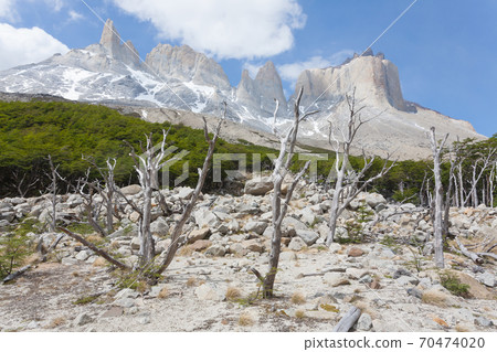 Burned woodland, French Valley, Torres del Paine, Chile Burned woodland, French Valley, Torres del Paine, Chile 70474020