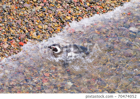 Magellanic penguins. Punta Tombo penguin colony, Patagonia 70474052