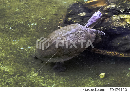 Cuban slider (Trachemys decussata) 70474120
