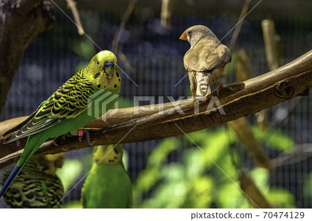 Melopsittacus undulatus known as budgerigar and Taeniopygia guttata known as zebra finch Melopsittacus undulatus known as budgerigar and Taeniopygia guttata known as zebra finch 70474129