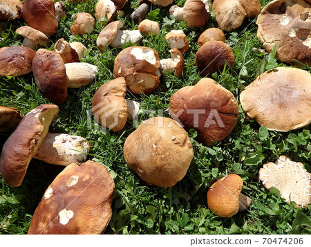 Boletus edulis - edible mushroom Boletus edulis - edible mushroom 70474206