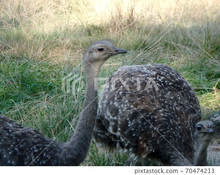 Darwin's rhea (Rhea pennata), 70474213