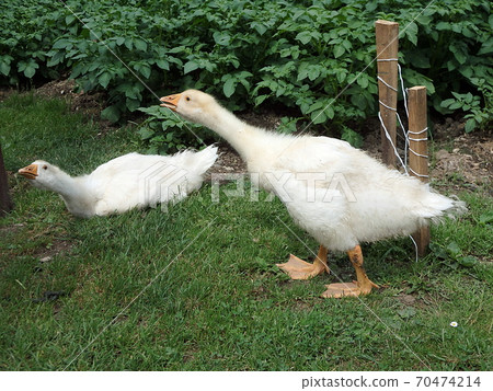 Slovak White goose, Domestic geese, 70474214