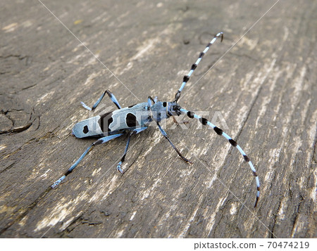Alpine longhorn beetle Alpine longhorn beetle 70474219