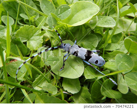 Alpine longhorn beetle Alpine longhorn beetle 70474221