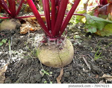 Beetroot in the garden (Beta vulgaris) table, garden, sugar, red, dinner or golden beet Beetroot in the garden (Beta vulgaris) table, garden, sugar, red, dinner or golden beet 70474223