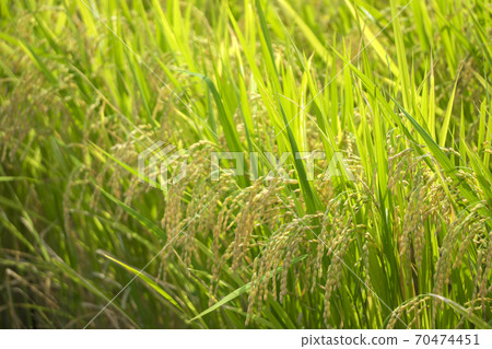 Pre-harvest golden rice ear Pre-harvest golden rice ear 70474451