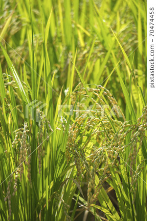 Pre-harvest golden rice ear Pre-harvest golden rice ear 70474458