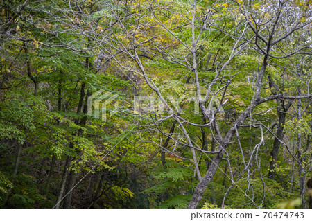 Baekdam Valley, Seoraksan, Inje-gun, Gangwon-do Baekdam Valley, Seoraksan, Inje-gun, Gangwon-do 70474743