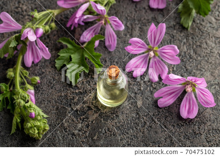 A bottle of essential ol with mallow or Malva sylvestris plant A bottle of essential ol with mallow or Malva sylvestris plant 70475102