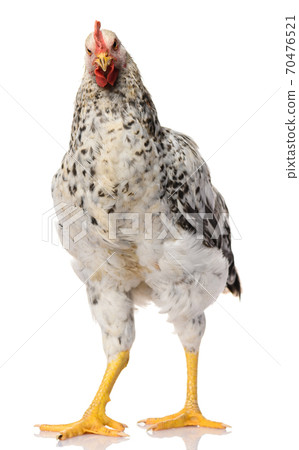one gray rooster isolated on white background, studio shoot 70476521