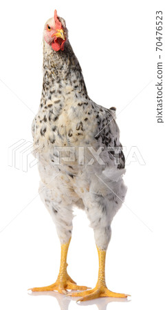 one gray rooster isolated on white background, studio shoot one gray rooster isolated on white background, studio shoot 70476523