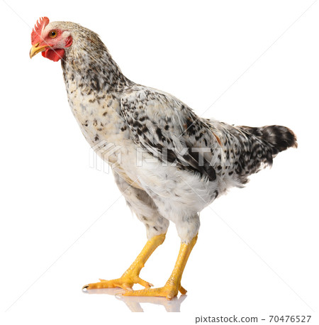 one gray rooster isolated on white background, studio shoot one gray rooster isolated on white background, studio shoot 70476527