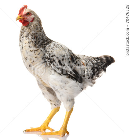 one gray rooster isolated on white background, studio shoot one gray rooster isolated on white background, studio shoot 70476528
