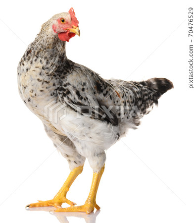 one gray rooster isolated on white background, studio shoot one gray rooster isolated on white background, studio shoot 70476529