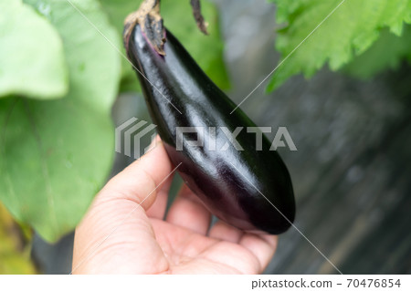 Cultivation and harvesting of eggplant (July) Home garden 70476854
