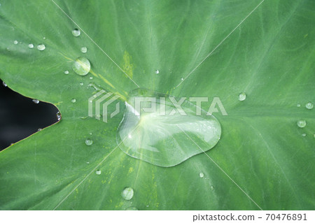Rainwater drops on taro leaves (July) 70476891