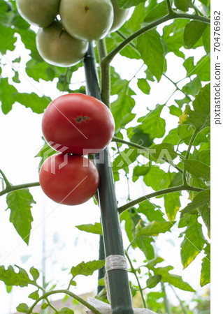 Cultivation of tomatoes that turn red (July) Home garden 70476962