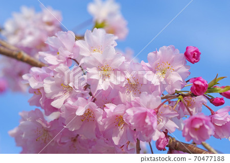櫻花Yaebeni Shidare粉色Yae櫻花 櫻花Yaebeni Shidare粉色Yae櫻花 70477188