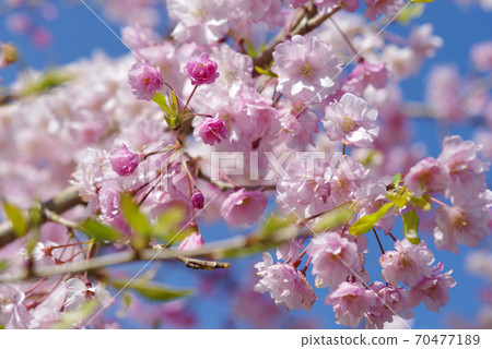 櫻花Yaebeni Shidare粉色Yae櫻花 70477189