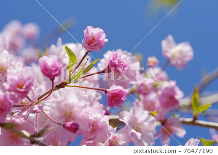 櫻花Yaebeni Shidare粉色Yae櫻花 櫻花Yaebeni Shidare粉色Yae櫻花 70477190