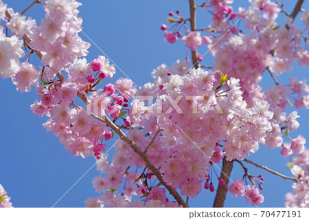 櫻花Yaebeni Shidare粉色Yae櫻花 櫻花Yaebeni Shidare粉色Yae櫻花 70477191