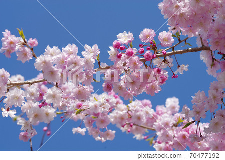 Sakura Yae-Beni-Shidare Pink Yae Sakura Sakura Yae-Beni-Shidare Pink Yae Sakura 70477192