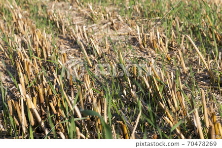 crops on agricultural land 70478269