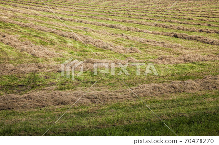 agricultural cereals- wheat or rye products agricultural cereals- wheat or rye products 70478270