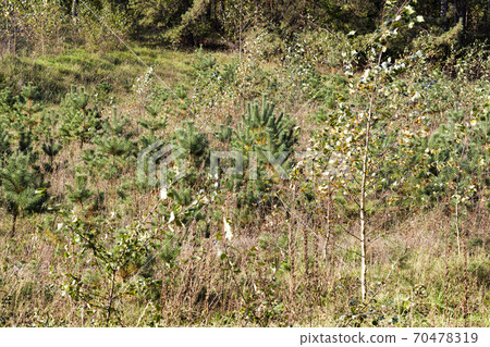 autumn nature and its influence on nature 70478319