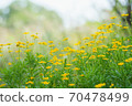 Julius Daisy 70478499