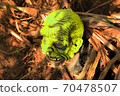 Halloween concept of scary skull head on the ground, sticking out 70478507