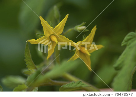 Tomato flowers 70478577