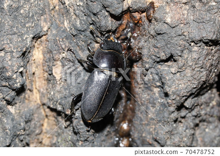 Kokuwagata♀ Kokuwagata♀ 70478752