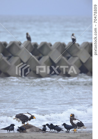 Steller's sea eagle and crows (Hokkaido) Steller's sea eagle and crows (Hokkaido) 70478809