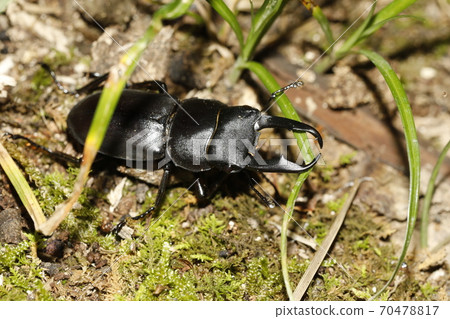 Kokuwagata Kokuwagata 70478817