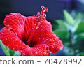 Hibiscus after the rain 70478992