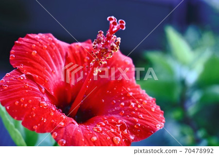 Hibiscus after the rain 70478992