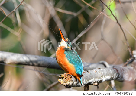 The kingfisher of Shakujii Park The kingfisher of Shakujii Park 70479088