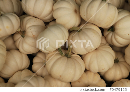 Fresh mini white pumpkin at market place. Holiday concept. Organic food. Fresh mini white pumpkin at market place. Holiday concept. Organic food. 70479123