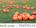 Bunch of pumpkins isolated on the green grass on the field. Holiday concept. 70479124