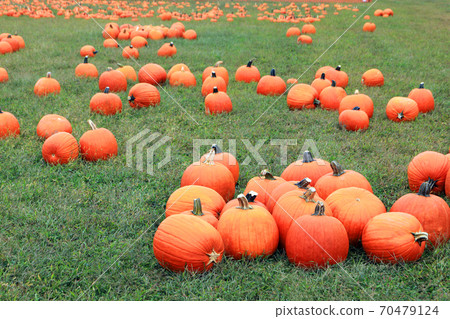 Bunch of pumpkins isolated on the green grass on the field. Holiday concept. Bunch of pumpkins isolated on the green grass on the field. Holiday concept. 70479124