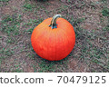 Fresh and orange pumpkin on the green grass ground. Holiday concept . 70479125