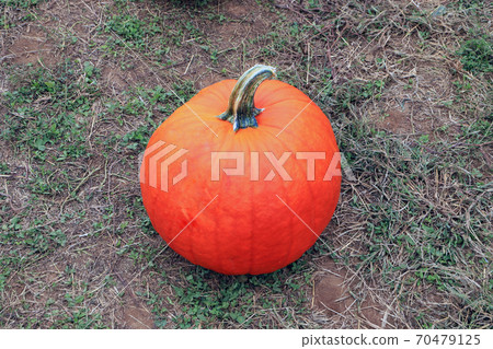 Fresh and orange pumpkin on the green grass ground. Holiday concept . Fresh and orange pumpkin on the green grass ground. Holiday concept . 70479125
